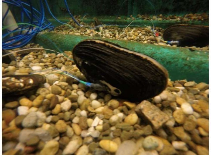 Mussel sensors pave the way for new environmental monitoring tools