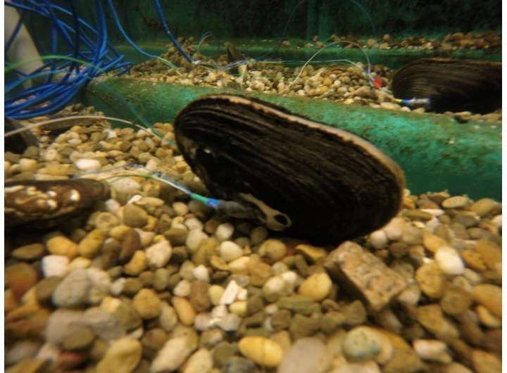 Mussel sensors pave the way for new environmental monitoring tools