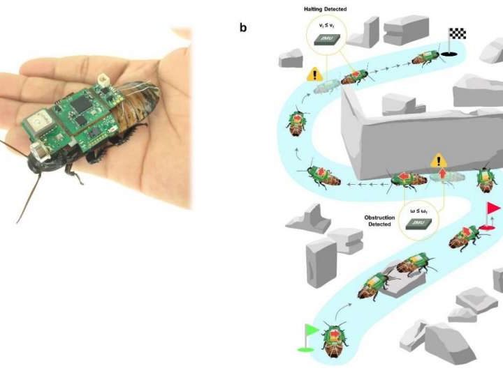 An insect-computer hybrid system for search operations in disasters