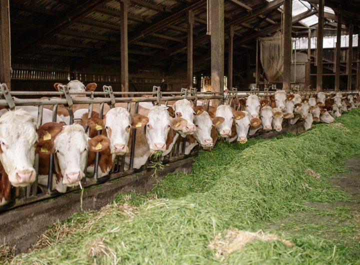 Robotics Will Become the Core of the Dairy Industry