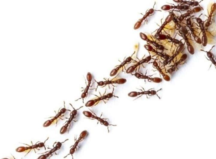 Ant colonies behave like neural networks when making decisions