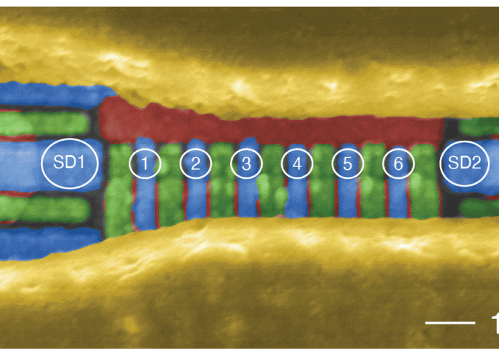 Six-qubit silicon quantum processor sets a record