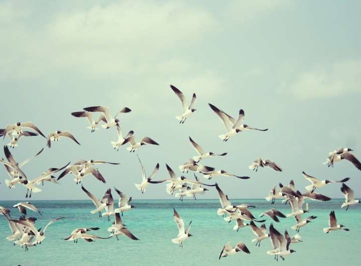 New algorithm based on the behavior of gulls improves edge computing