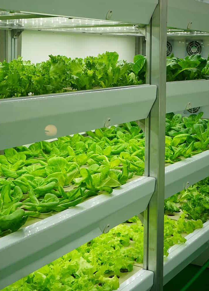 The power of photonics: from vertical farming to quantum computing