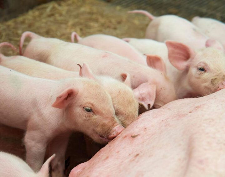 3 steps to high-performing lactating sows