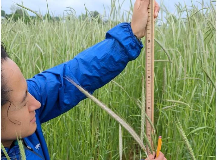 Study highlights the benefits of mixing cover crops