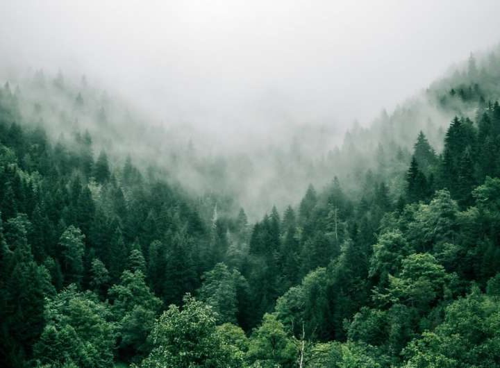 How efficiently different US forests will remove atmospheric carbon in the future