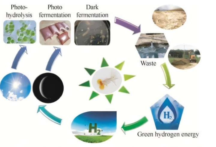 Study explores microbial methods for hydrogen production from waste