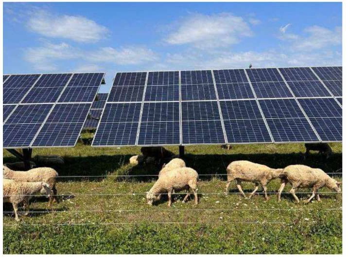 Agrivoltaics paired with sheep production makes nearly 100% of land grazable