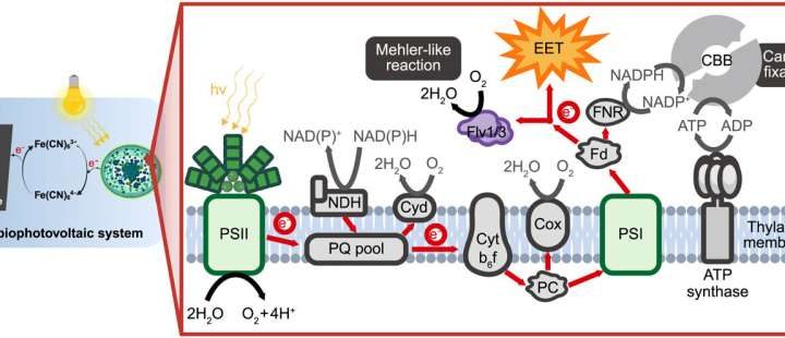 Biophotovoltaics: A step forward in sustainable energy technology