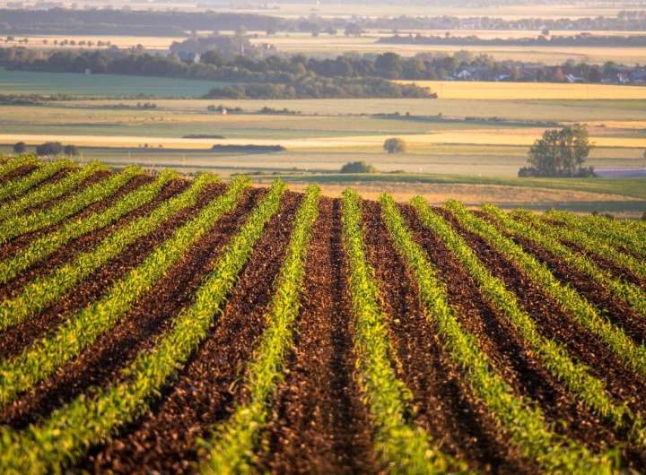 Land use and irrigation yield a change in the weather in the Corn Belt