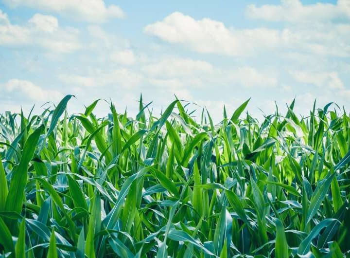 Gene-edited soil bacteria could provide third source of nitrogen for corn production