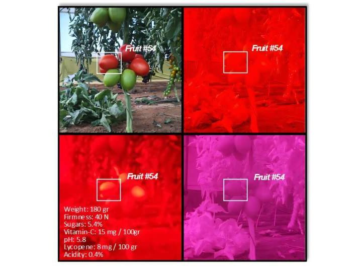 Harvest smarter, not harder: Machine learning meets tomato farming