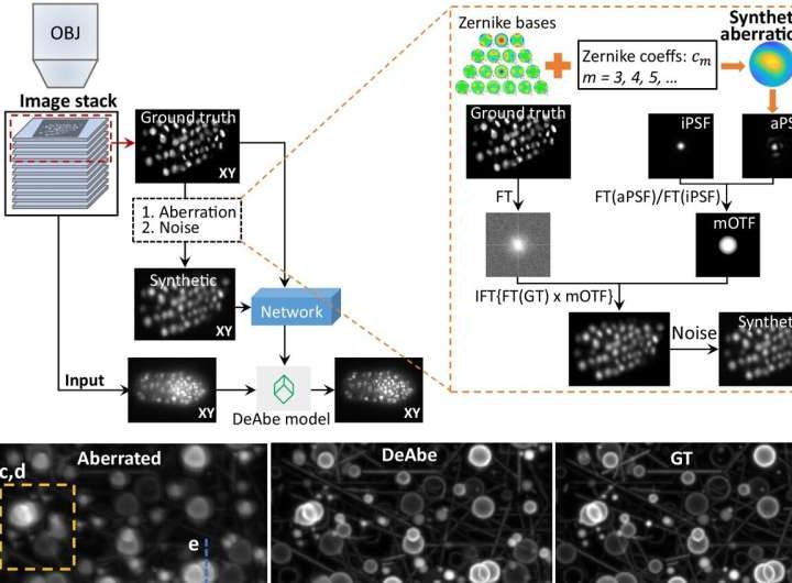 AI technique generates clear images of thick biological samples without additional hardware