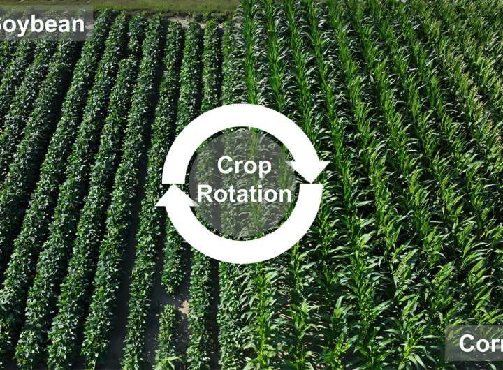 Climate sensitivity affects corn-soybean crop rotation advantages