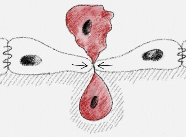 Physical signals as fate deciders: How mechanical forces extrude cells from tissues