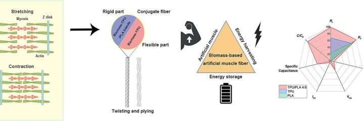 Eco-friendly artificial muscle fibers can produce and store energy