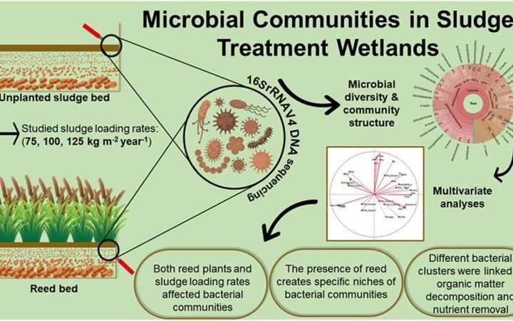 Reed beds offer eco-friendly solution for sludge pollution management