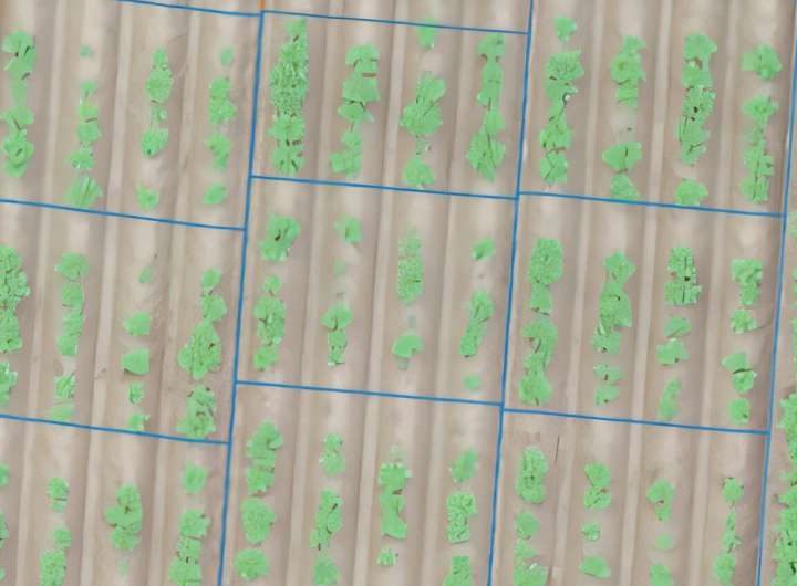 Smart farming: AI predicts potato growth potential