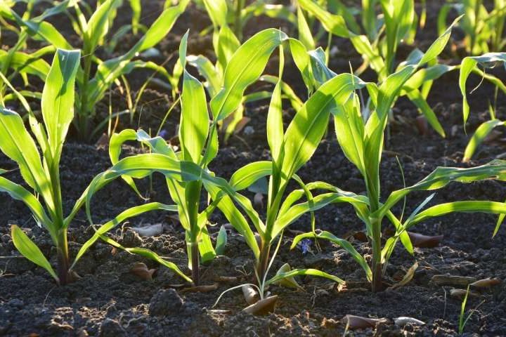 Smart carbon dioxide removal yields economic and environmental benefits