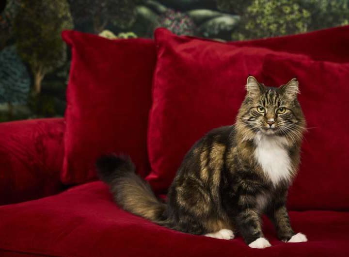 Quantum engineers create a ‘Schrödinger’s cat’ inside a silicon chip