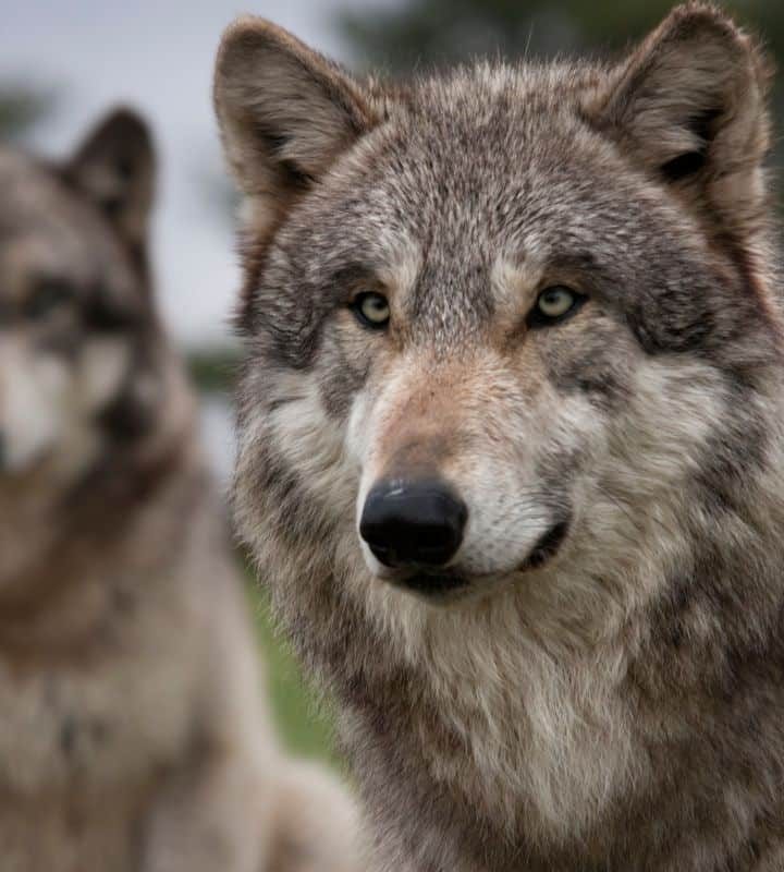Scotland’s Secret Weapon Against Climate Change? Wolves!