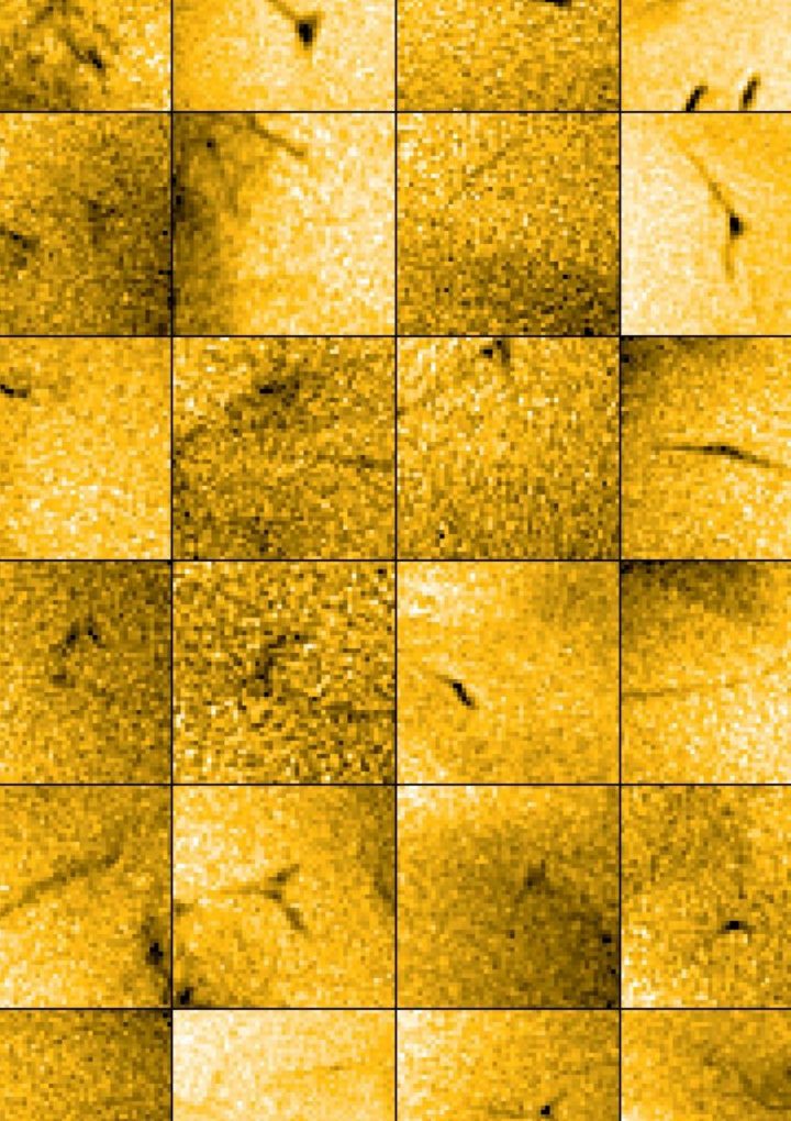 Tiny Solar Jets Drive the Sun’s Fast and Slow Solar Wind