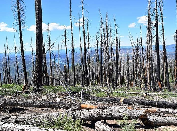 Beyond the burn: Harvesting dead wood to reduce wildfires and store carbon