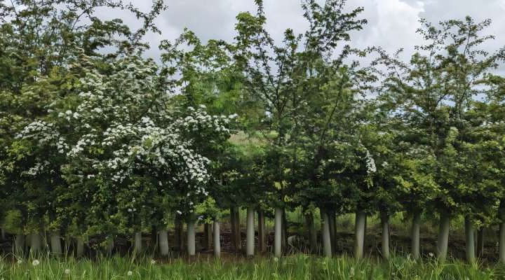 Hedgerows increase soil carbon storage by 40%, study finds