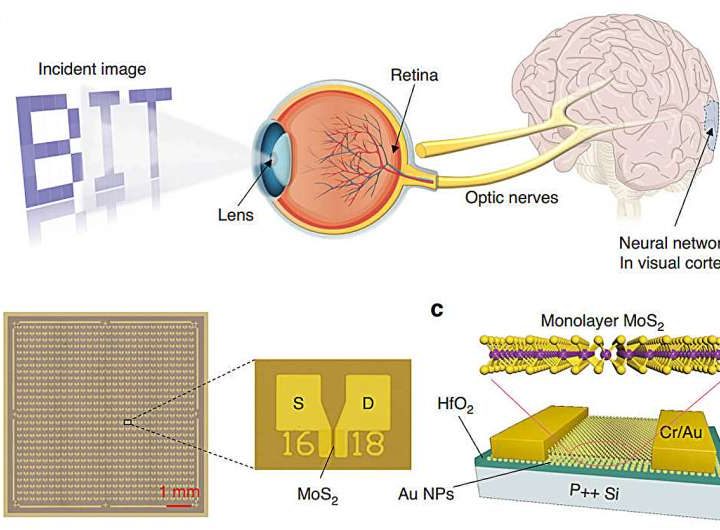 Synaptic device array integrates sensing, memory, and processing for artificial vision
