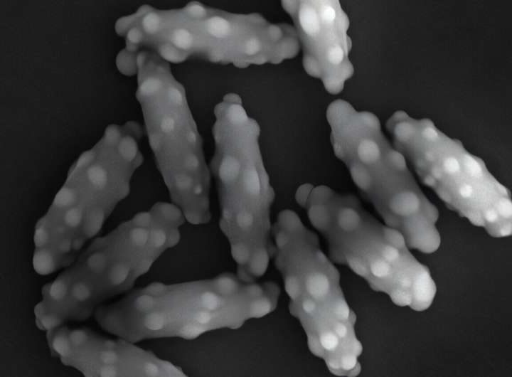 Surface roughness disrupts glass transition in colloidal ellipsoids, offering a new material design parameter