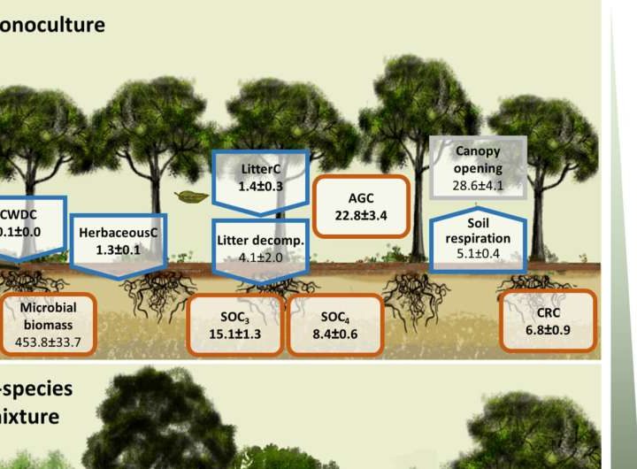 Mixed-species forests outperform monocultures in carbon storage, even in extreme weather