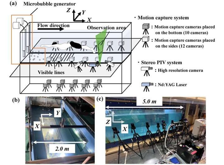 Study reveals how swimming speed alters foot vortex dynamics