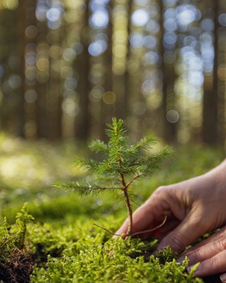 Microsoft signs deal to offset carbon emissions through mass tree-planting in the US