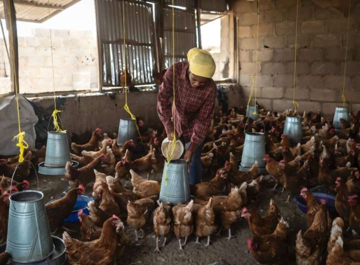 In Nigeria, tech workers and farmers bring AI to the fields