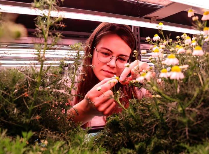 Vertical farming research sheds light on producing medicinal compounds