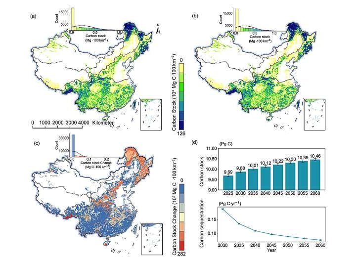 China’s forests are absorbing carbon—but for how long?
