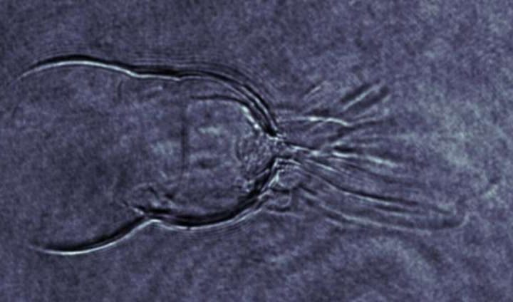 Physicists capture elusive plasma instability in unprecedented detail