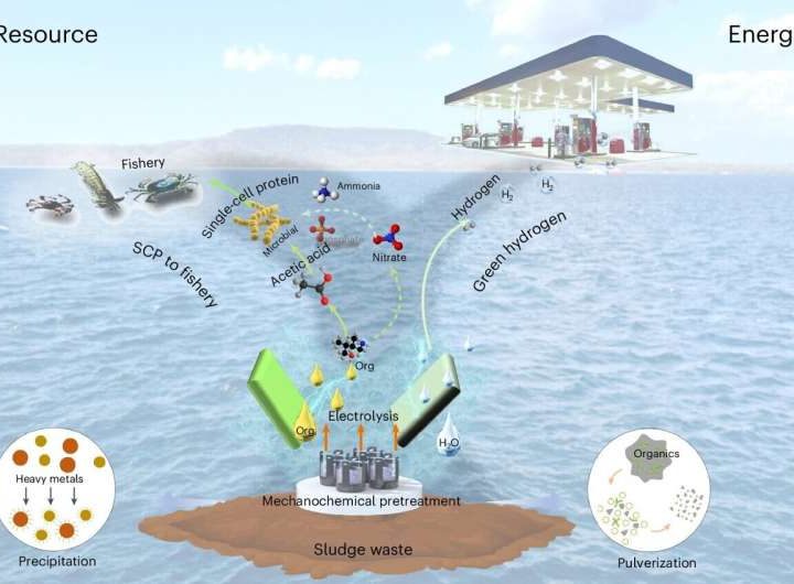 Solar-powered method converts sewage sludge into green hydrogen and animal feed