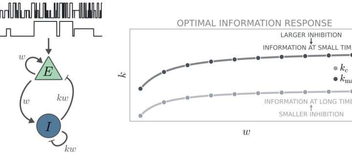 Optimal brain processing requires balance between excitatory and inhibitory neurons, study suggests