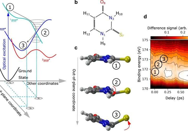X-ray snapshot: How light bends an active substance