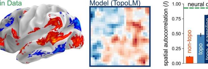AI model of language in the brain captures both how neurons are arranged and how they function