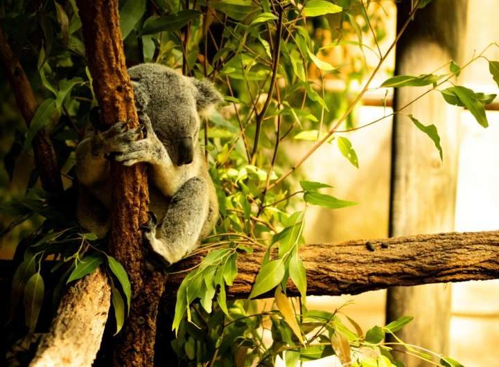 Allowing forests to regrow and regenerate is a great way to restore habitat