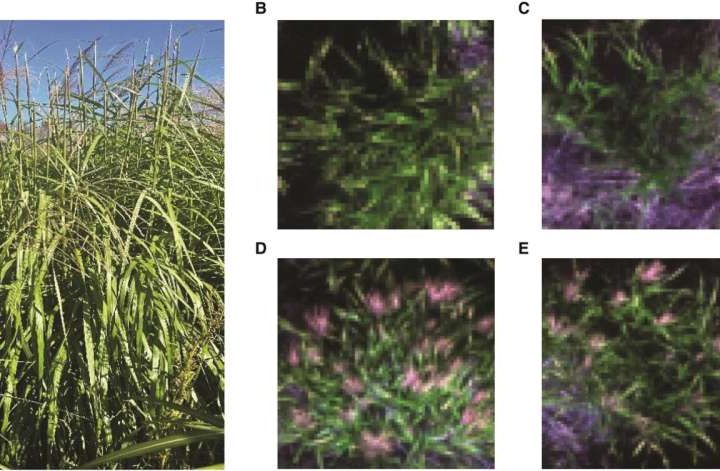 New approach makes AI adaptable for computer vision in crop breeding