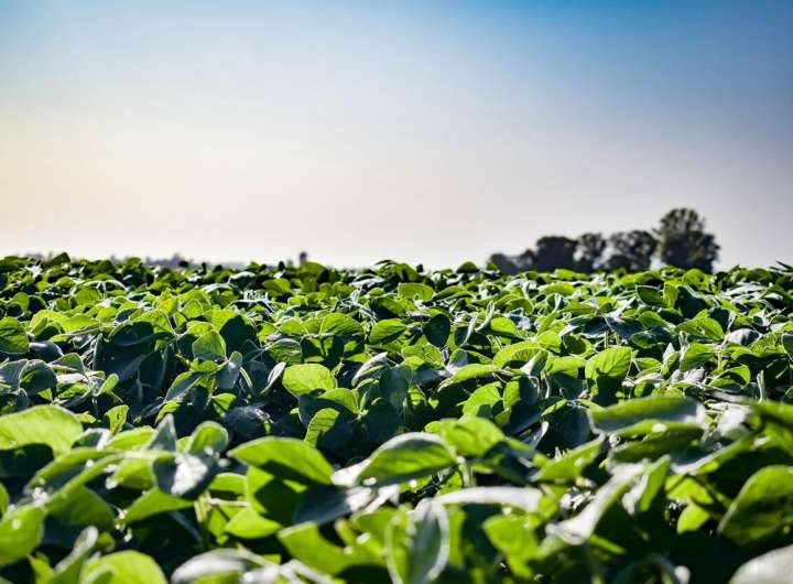 Tillage reductions lead to dramatic rise in crop yields and soil organic carbon levels