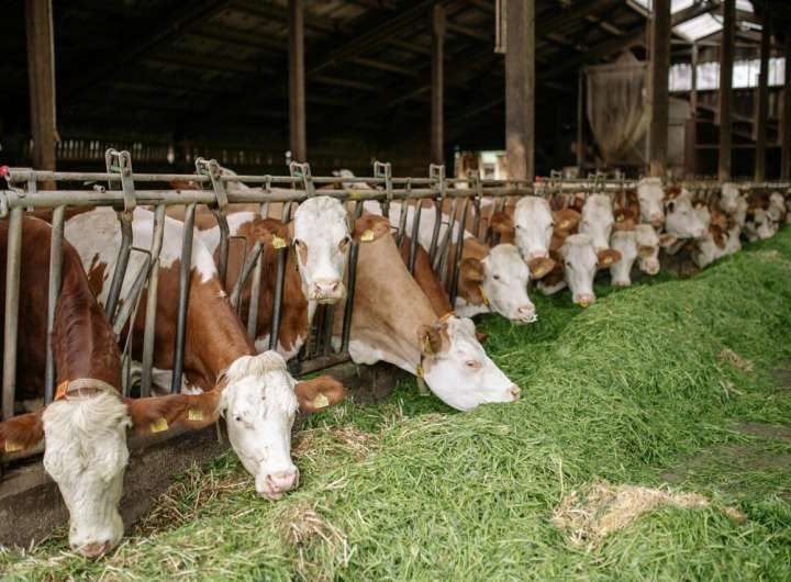 Using byproducts from agricultural and food production to create sustainable feed for livestock