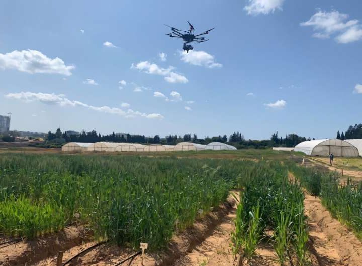 Drones and genetics team up for drought-smart wheat