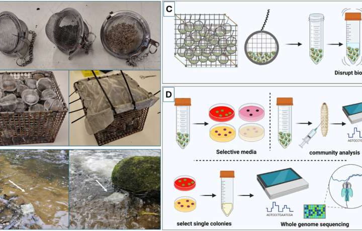 New method to monitor sewage pollution in rivers