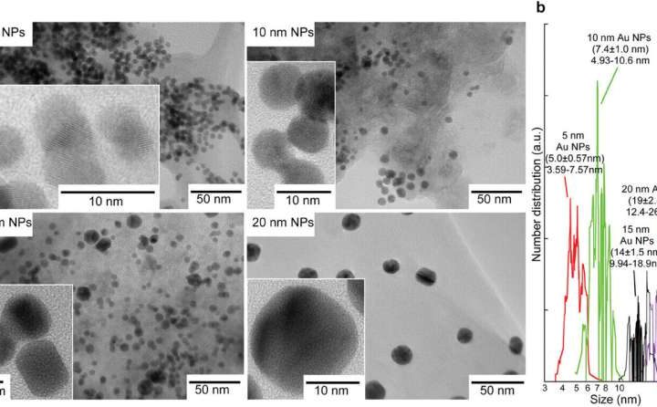Optimizing gold nanoparticles for better medical imaging, drug delivery, and cancer therapy