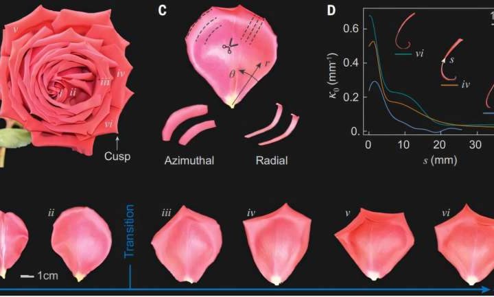 Physicists uncover how geometric frustration shapes the rose’s iconic blossom